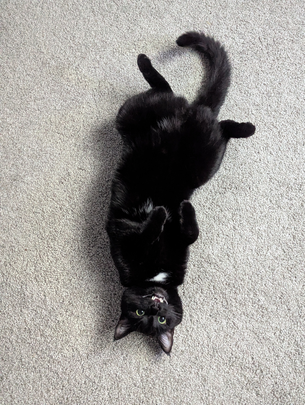 alice the cat